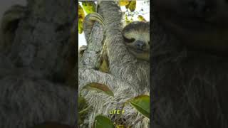 ThreeToed Sloths SlowMoving Marvels of the Rainforest [upl. by Reginauld745]