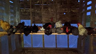 How Do Chickens Sleep At Night  How To Roosting Bars [upl. by Janifer]