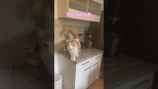 cat katzchen shortvideo funny katze pets pet catlover shortvideo [upl. by Nivled]