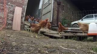 Mon élevage de poulets fermiers en plein air GOPRO [upl. by Dnana207]