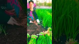 part 223 how yellow chives are grown for a milder talse colchicaceae castanopsis shortvideos [upl. by Paucker]