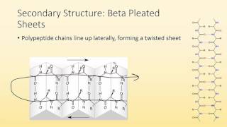 2589 Biochemistry and proteins [upl. by Nylinej]