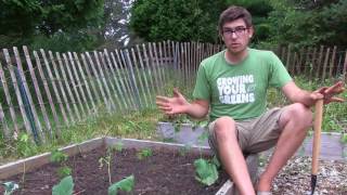 How to Grow Okra  Complete Growing Guide [upl. by Nylecoj]