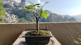 Silver Berry  Pruning  Clip and grow method [upl. by Assilac]