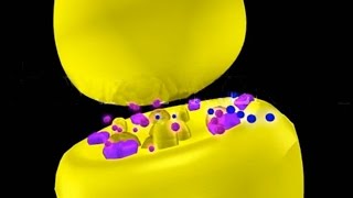 Nicotine amp Muscarine 3D Animation Neurotoxins [upl. by Giltzow]