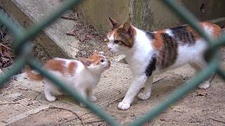 大きくなった茶白の子猫が母猫に突き放されて私に鳴き付いて来た🤧 [upl. by Badr]