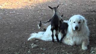 Great Pyrenees Guardian Dog with Alpine Goats [upl. by Aneetak]