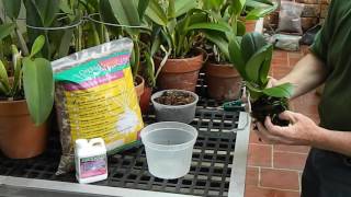 How to Repot a Phalaenopsis Orchid [upl. by Carleen]