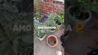 Adding natural compost to tomata plantsgardenplants compost plants gardening tomato [upl. by Annonyw]