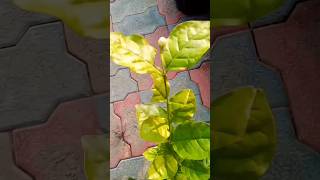 How to grow Jasmine organicgardeningMotiya plant [upl. by Akisey]