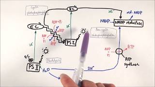 A2 Biology  Zscheme The lightdependent stage OCR A Chapter 173 [upl. by Bloomer]