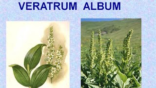 VERATRUM ALBUM  ΑΝΤΙΜΕΤΩΠΙΣΗ ΟΞΕΩΝ ΚΑΤΑΣΤΑΣΕΩΝ ΜΕ ΟΜΟΙΟΠΑΘΗΤΙΚΗ [upl. by Icnan639]