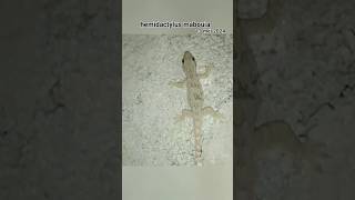 hemidactylus mabouia 13 mei 2024 [upl. by Alcine]