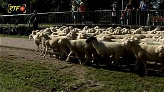 Wettkampf der Schäfer – das Leistungshüten in Wittlingen beim Uracher Schäferlauf [upl. by Arima]