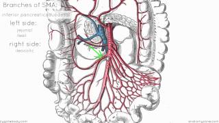 Superior Mesenteric Artery  Anatomy Tutorial [upl. by Aigroeg]