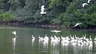 Flight of the Small Egrets in Eden [upl. by Oxford]