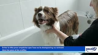 Comment laver son chien avec les shampoings pour chien DOUXO S3 [upl. by Eillehs818]