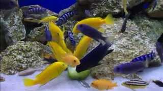 African Mbuna Cichlids Feeding [upl. by Hairem121]