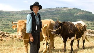 ARADO DEL CAMPO con vacas El yugo y otras herramientas tradicionales de labranza  Documental [upl. by Ymerrej]