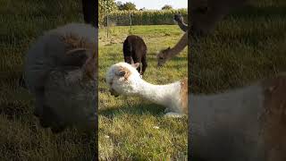 Alpaka song alpaki alpaca alpakasong [upl. by Einhapets]