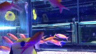 Paul Talbot talking about dispar and bi colour Anthias [upl. by Eetnwahs81]