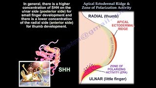 Apical Ectodermal Ridge zone polarizing Activity Everything You Need To Know  Dr Nabil Ebraheim [upl. by Odlareg]