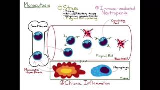 Monocytosis [upl. by Pepito560]