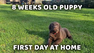 8 Weeks Old Chocolate Brown Labrador Retriever Puppy First Day At Home [upl. by Ardnohs]