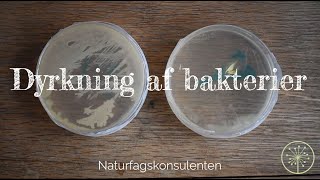 Dyrkning af bakterier  Undersøg antibiotika [upl. by Garda]