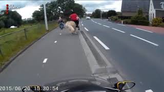 Geen lesauto maar lespaard gespot in Eemnes RTV Utrecht [upl. by Ximenes95]