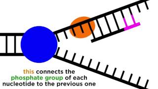 DNA Replication Copying the Molecule of Life [upl. by Haldan732]