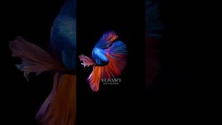 Siamese Half Moon Fighting Fish Betta Splendens fish siamese betta splendens colorful HA92310 [upl. by Slifka308]