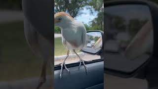 Cattle egret hitching a ride unfazed passenger perches on car window in Fort Myers [upl. by Silevi]