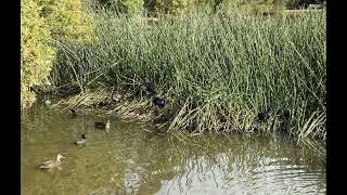 Leongatha Wetlands [upl. by Naida]