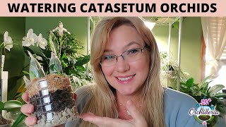 How To Water Catasetum Orchids 9 Concepts to Master [upl. by Peatroy48]