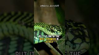 Can you survive a boomslang bite [upl. by Ybba]