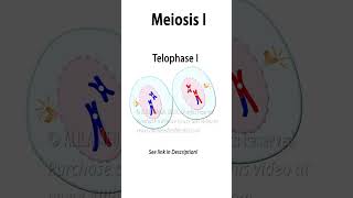 Meiosis Animation with Crossingover biology celldivision meiosis genetics recombination [upl. by Janicki]