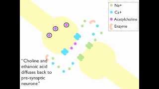 Synaptic Transmission at a Cholinergenic Synapse Animation [upl. by Soilisav]