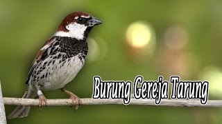 Suara Burung Gereja Gacor Untuk Masteran [upl. by Gerdeen]