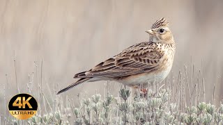 Skylark Alauda arvensis Singing birds 4K Ultra HD [upl. by Ramat]