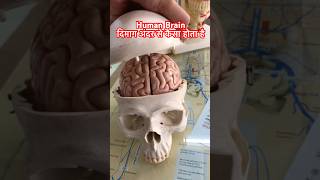 Human Brain । इंसान का दिमाग अंदर से कैसा होता है shorts viral [upl. by Annavoig286]