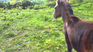 Foal with broken Fetlock Joint [upl. by Avrenim440]