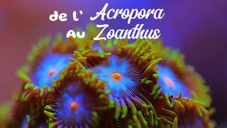 Épisode n°1  Le Zoanthus 🪸 [upl. by Merow]