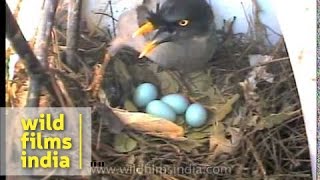 Jungle Myna nesting in Assam with sky blue eggs [upl. by Grissom]