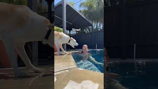 Pretending to drowned infront of my dog gone wrong😳😱 dogshorts summer pool dog pets funny [upl. by Alleuqcaj144]