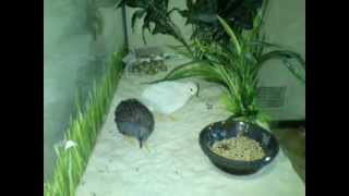 Peep and peep peep  Button quail tidbitting [upl. by Yerrot]