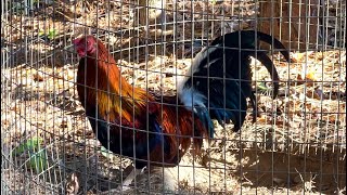 Mulching gamefowl pens and feeding [upl. by Amar]