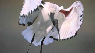 LAS HERMANAS HUERTALAS GAVIOTAS [upl. by Atsirhcal]