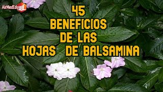 45 Beneficios de las Hojas de Balsamina [upl. by Voe381]