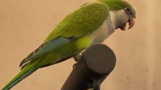 the monk parakeet talk with human [upl. by Alak]